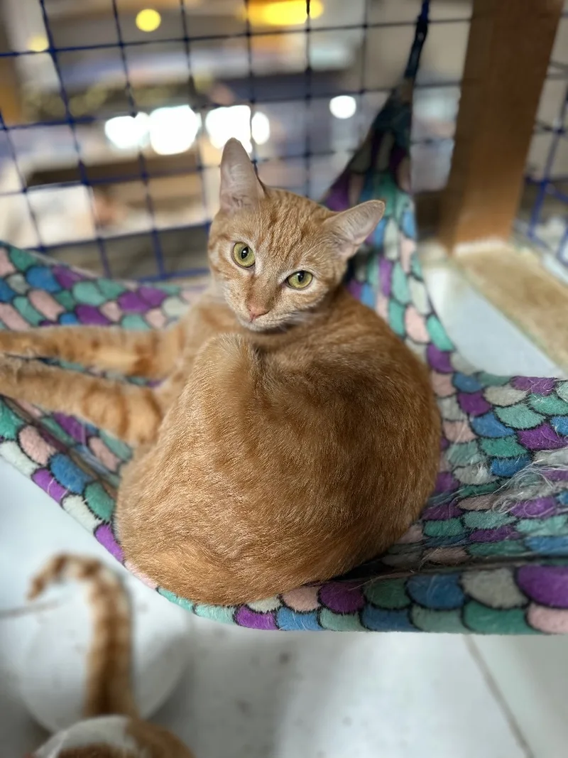 Ginger And Pumpkin thumbnail 3