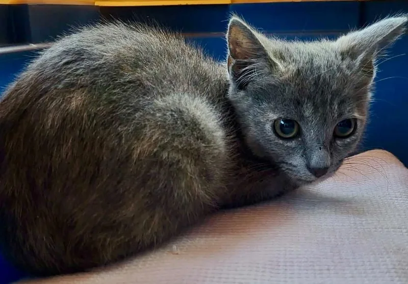 A baby small-sized female Domestic Short Hair cat named Tigger for adoption in Leonardtown, MD
