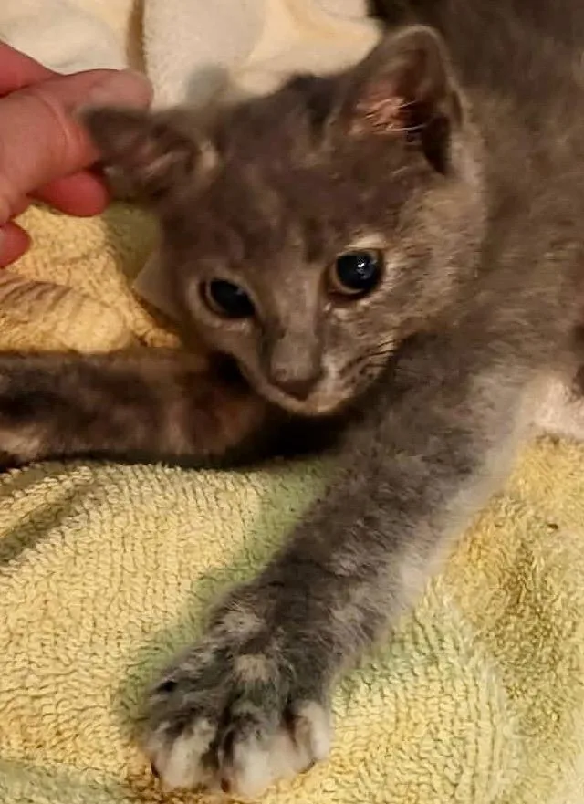 Tigger thumbnail 2
