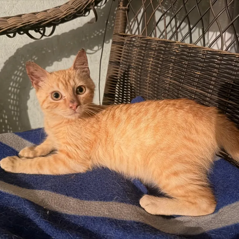 A baby small-sized male Orange / Red Domestic Medium Hair cat named CheddarCOHA for adoption in Volcano, HI