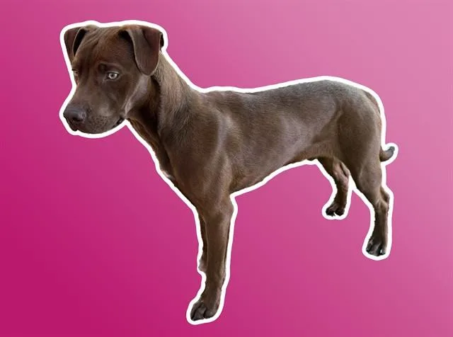 A young small-sized male Labrador Retriever dog named Preston for adoption in Sarasota, FL