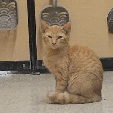A baby small-sized male Orange / Red Domestic Short Hair cat named Henryk for adoption in Rochester, MN