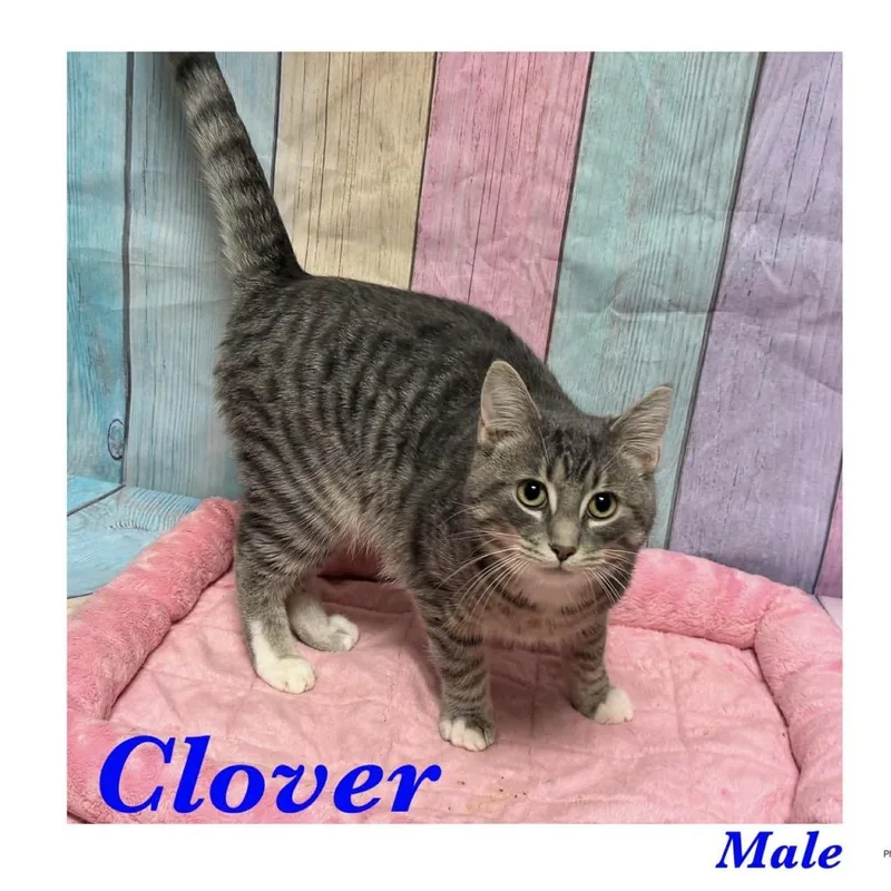 A young small-sized male Tabby (Gray / Blue / Silver) American Shorthair cat named Clover for adoption in Ashland, KY
