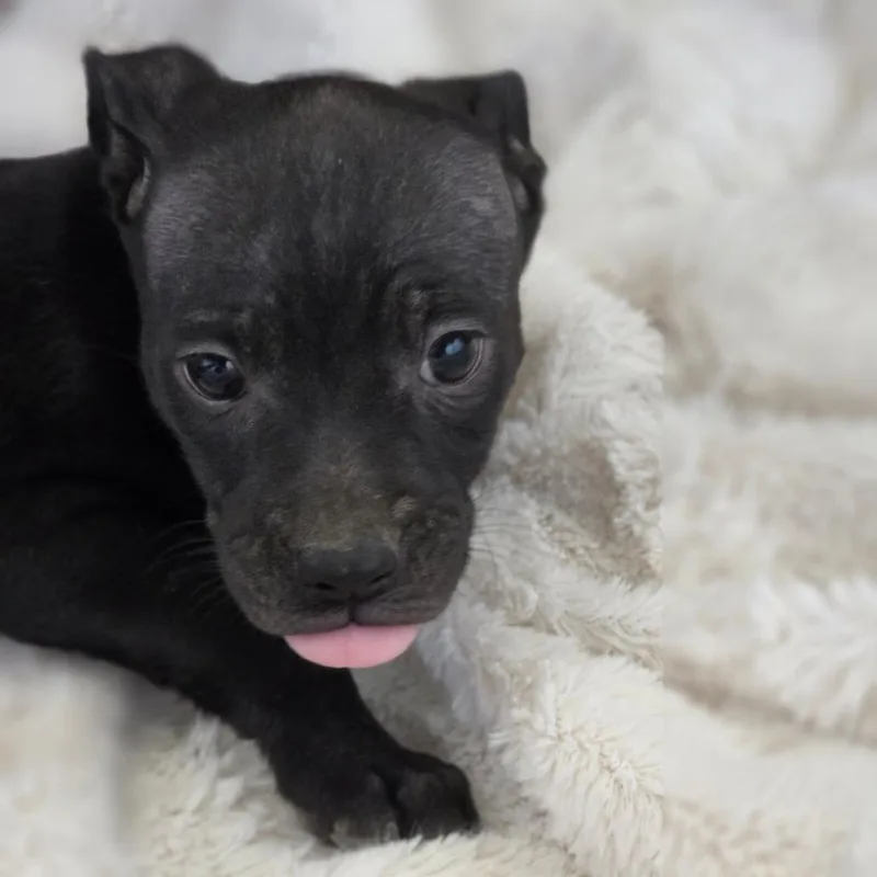 A baby medium-sized female Black Terrier dog named Mouse KB for adoption in Austin, TX