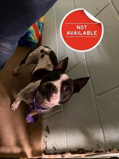 An adult small-sized male Mixed Breed dog named Gristle for adoption in Lowell, MA