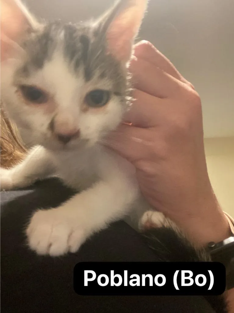 A baby medium-sized male Domestic Short Hair cat named Poblano for adoption in Johnson City, TN