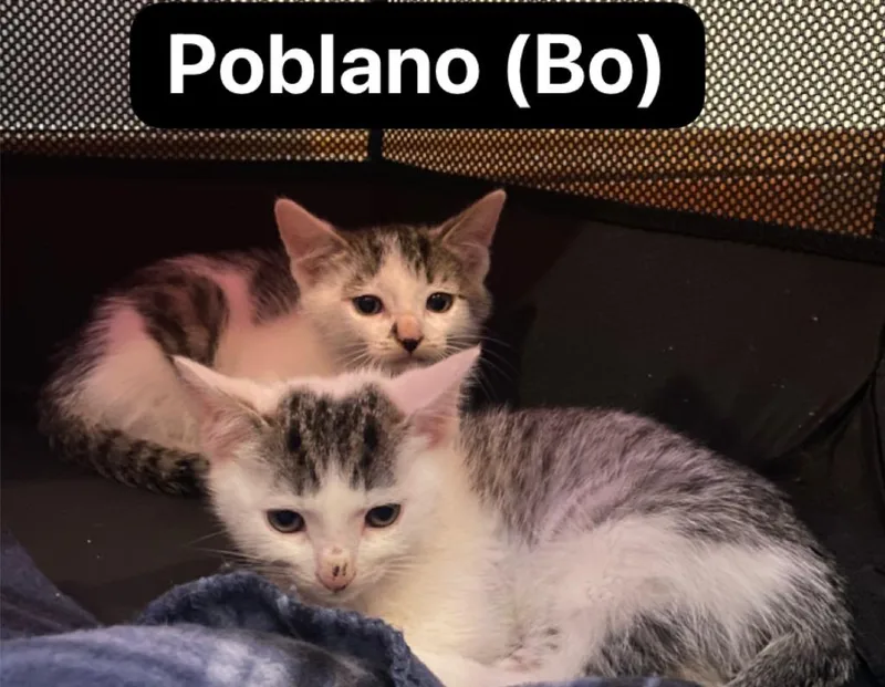 Poblano thumbnail 2
