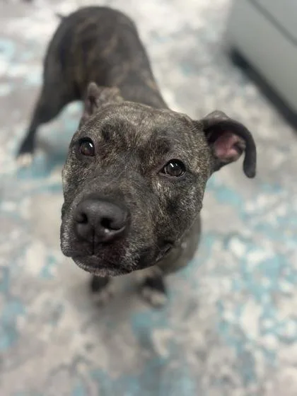 An adult large-sized male Mixed Breed dog named Loki for adoption in Cincinnati, OH