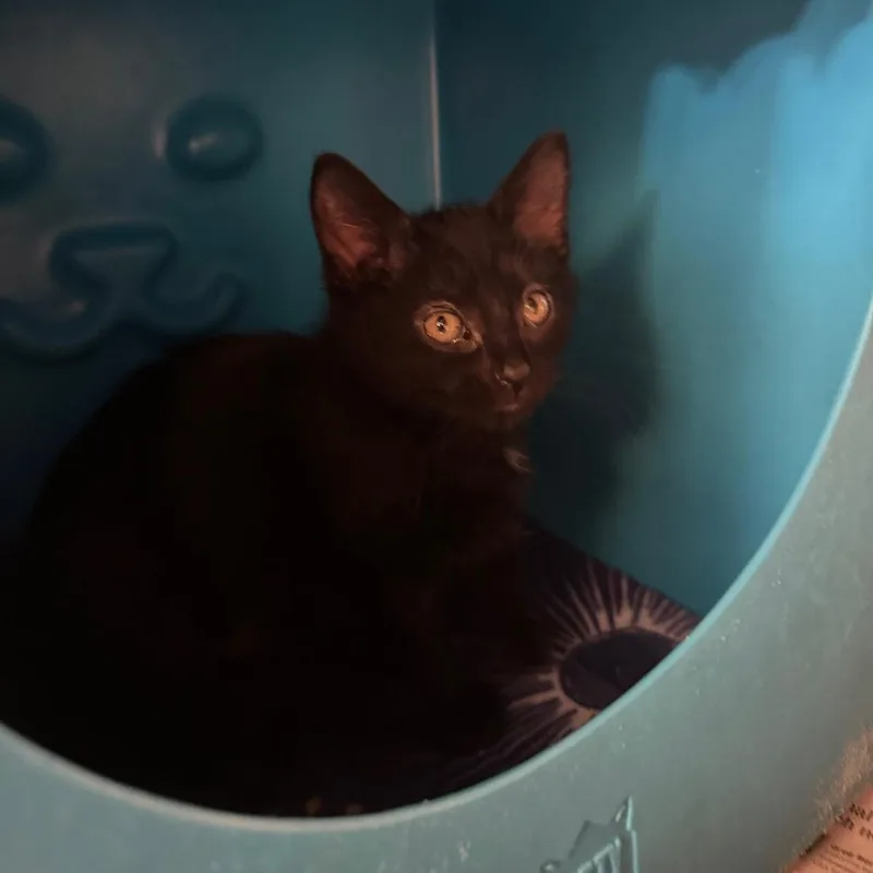 A baby small-sized female Black Domestic Short Hair cat named Po for adoption in Waukesha, WI