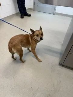 An adult small-sized female Terrier dog named Jolene for adoption in Haw River, NC