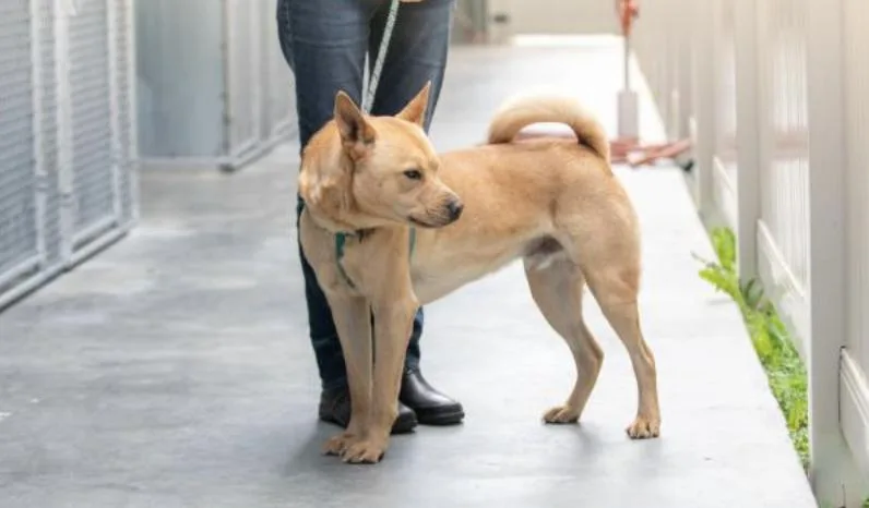 An adult large-sized male Golden Mixed Breed dog named Stitch for adoption in Terre Haute, IN