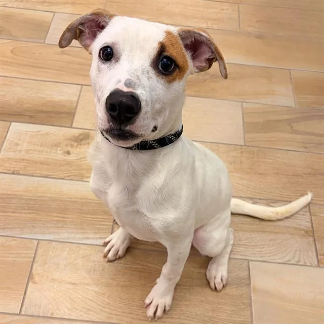 A baby small-sized male Pit Bull Terrier dog named Jeffrey for adoption in Albuquerque, NM