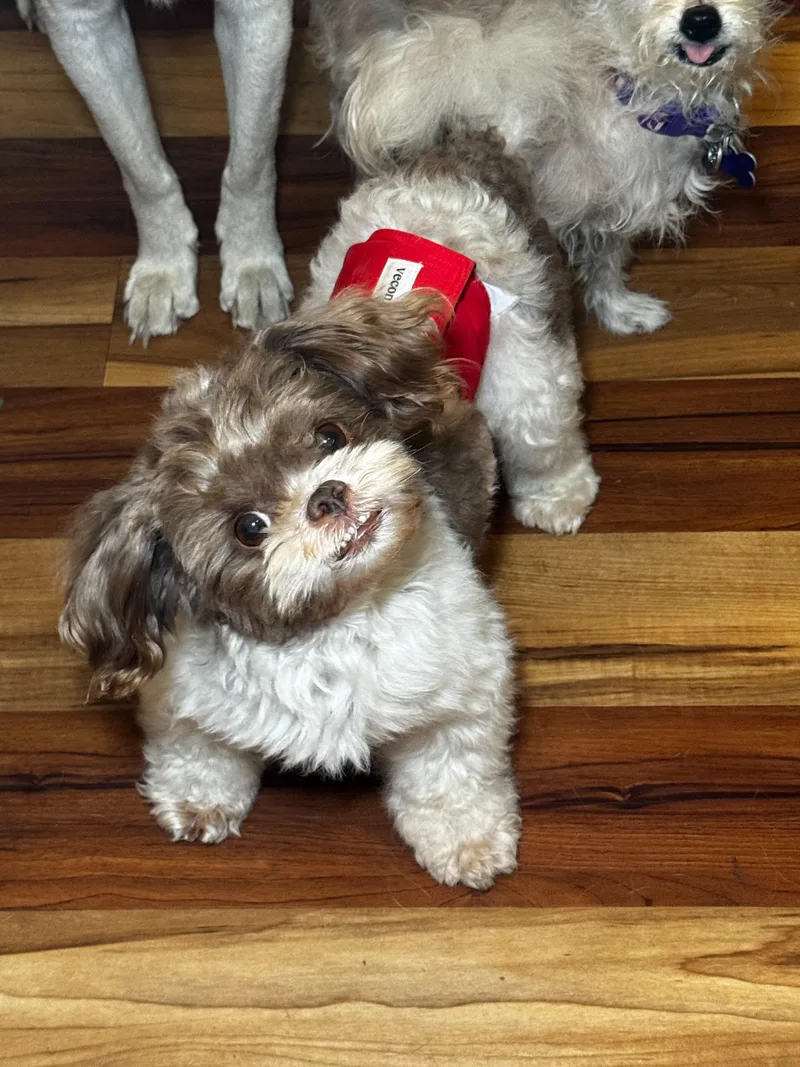 A young small-sized male Brown / Chocolate Shih Tzu dog named Mouse for adoption in Ocean Springs, MS