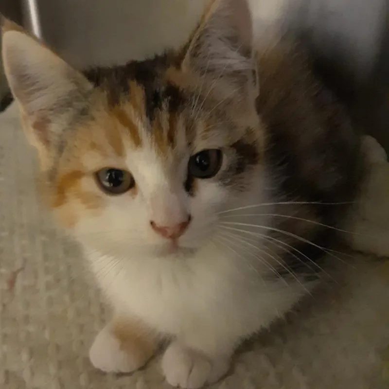 A baby small-sized female Brown / Chocolate Domestic Short Hair cat named Tumbleweed for adoption in Spokane, WA
