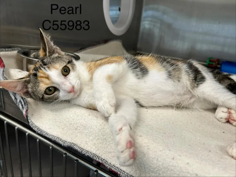 A baby small-sized female Domestic Short Hair cat named Pearl for adoption in Clarksville, TN