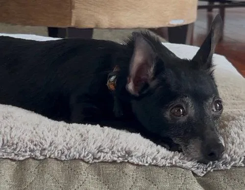 An adult small-sized female Chihuahua dog named Mouse for adoption in Mechanicsburg, PA