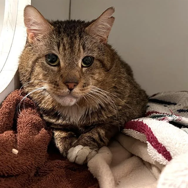 A young medium-sized male Domestic Long Hair cat named Tiger for adoption in Methuen, MA