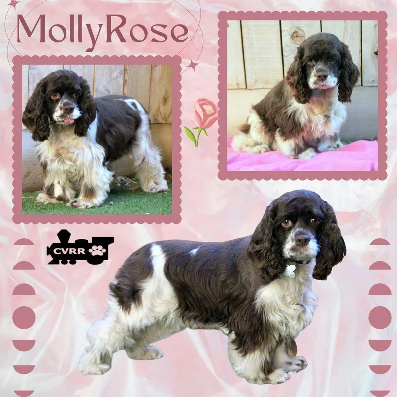 An adult small-sized female Cocker Spaniel dog named Molly Rose for adoption in LINDSAY, CA