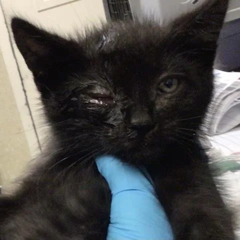 A baby medium-sized male Domestic Short Hair cat named Spidey for adoption in Riverside, CA