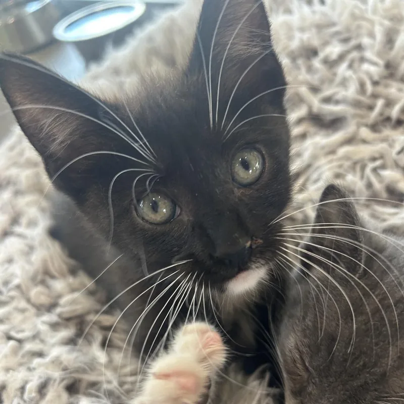 A baby small-sized male Black Domestic Short Hair cat named Danny for adoption in Leander, TX