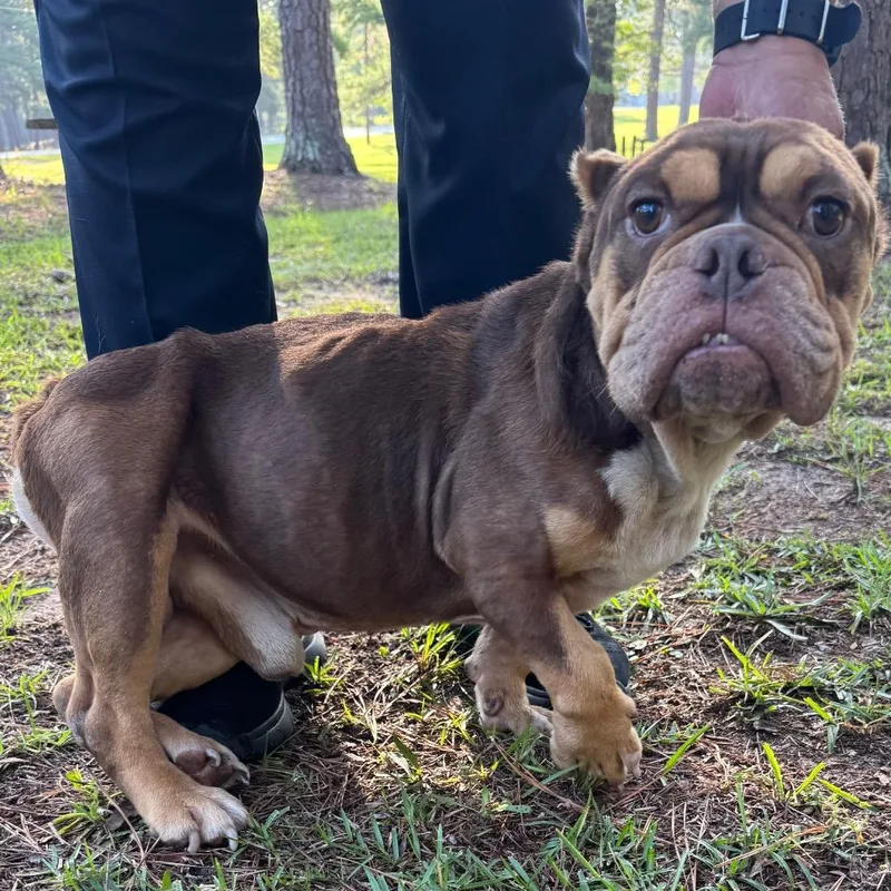 An adult medium-sized male Brown / Chocolate Mixed Breed dog named StrayHunterRoad for adoption in Columbus, GA