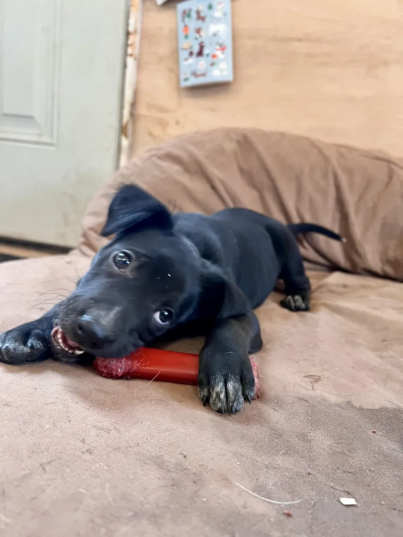 A baby medium-sized female Black Labrador Retriever dog named Beverly for adoption in Tracy City , TN