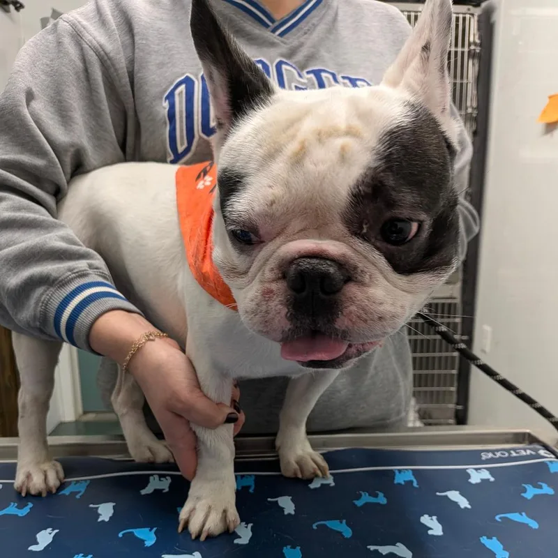 An adult medium-sized male French Bulldog dog named Buff for adoption in Chico, CA