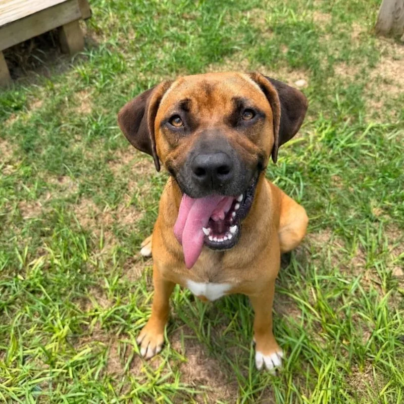 An adult large-sized female Brown / Chocolate Mixed Breed dog named Cupcake for adoption in Naples, FL