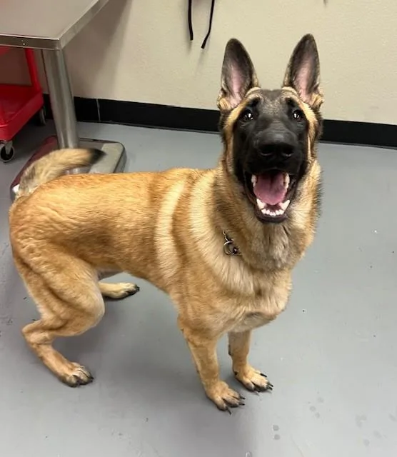 An adult large-sized male Yellow / Tan / Blond / Fawn Belgian Shepherd / Malinois dog named Marmaduke for adoption in Phoenix, OR