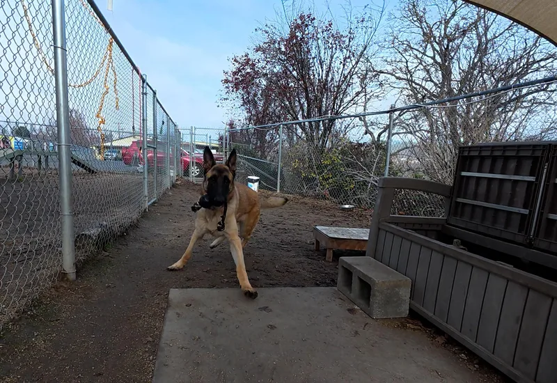 Marmaduke thumbnail 2