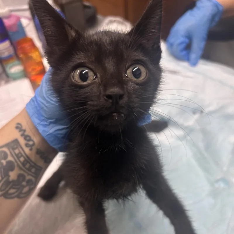 A baby small-sized male Black Domestic Short Hair cat named Saylor for adoption in Summerville, SC