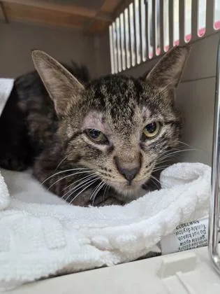 An adult medium-sized male Domestic Short Hair cat named Sandstone for adoption in Westland, MI
