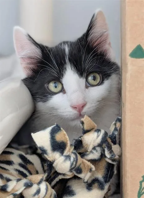 A baby small-sized female Domestic Short Hair cat named Cayenne for adoption in Canfield, OH