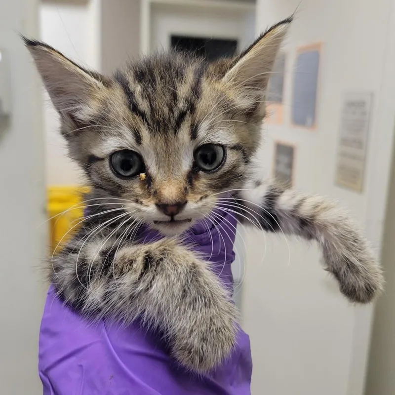 A baby small-sized male Brown / Chocolate Domestic Short Hair cat named Peanut Butter for adoption in Westminster, CA
