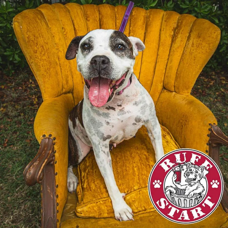 Graceland thumbnail 2