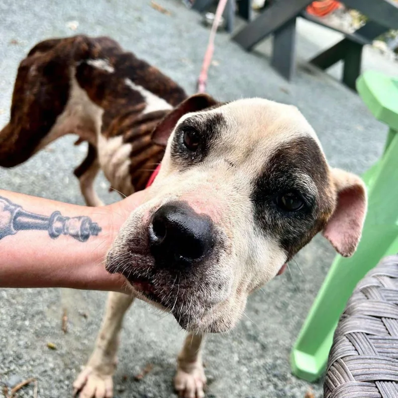 Graceland thumbnail 3