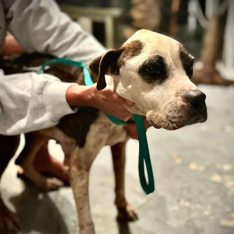 Graceland thumbnail 4