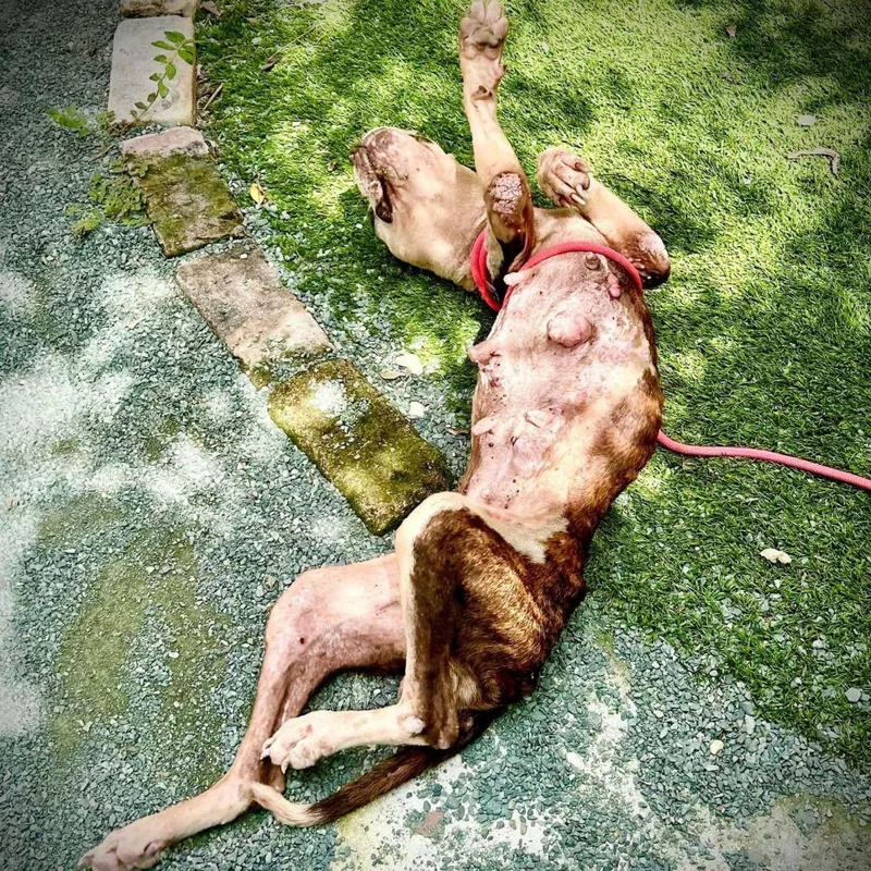 Graceland thumbnail 5