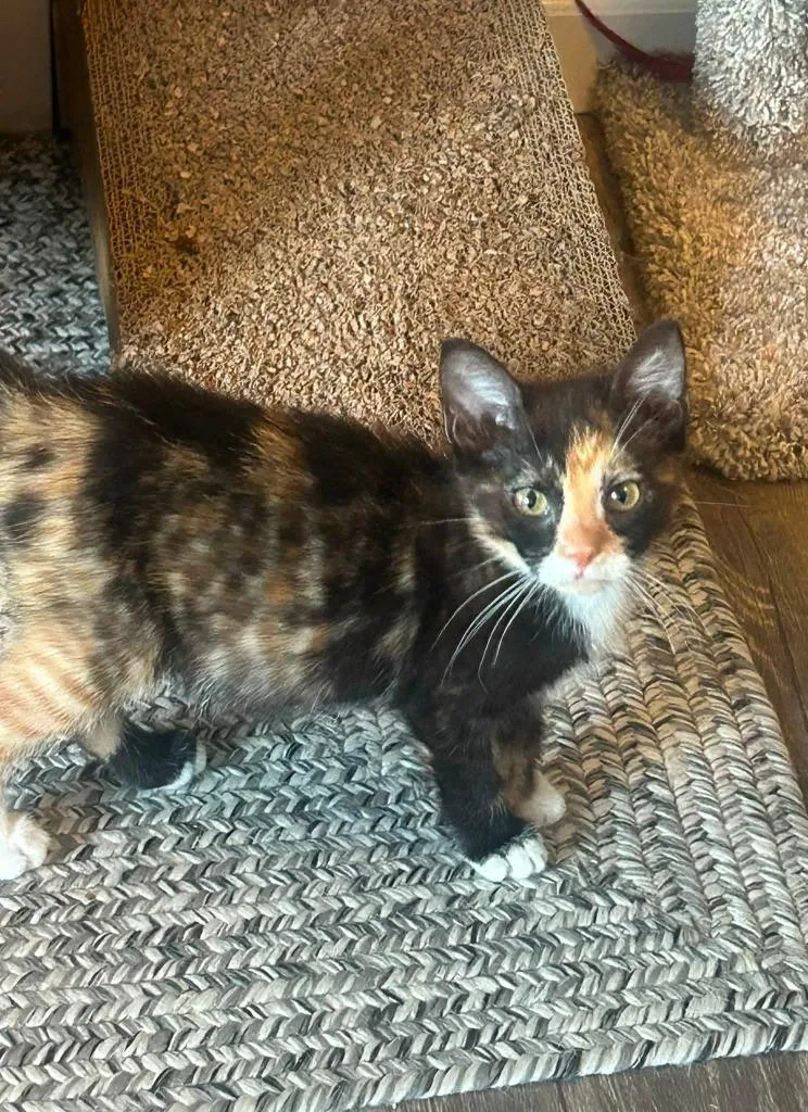 A baby small-sized female Domestic Short Hair cat named Nutella for adoption in Wintersville, OH