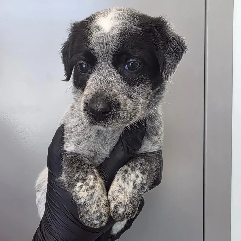 A baby small-sized female Gray / Blue / Silver Australian Cattle Dog / Blue Heeler dog named Oreo for adoption in Sand Springs, OK