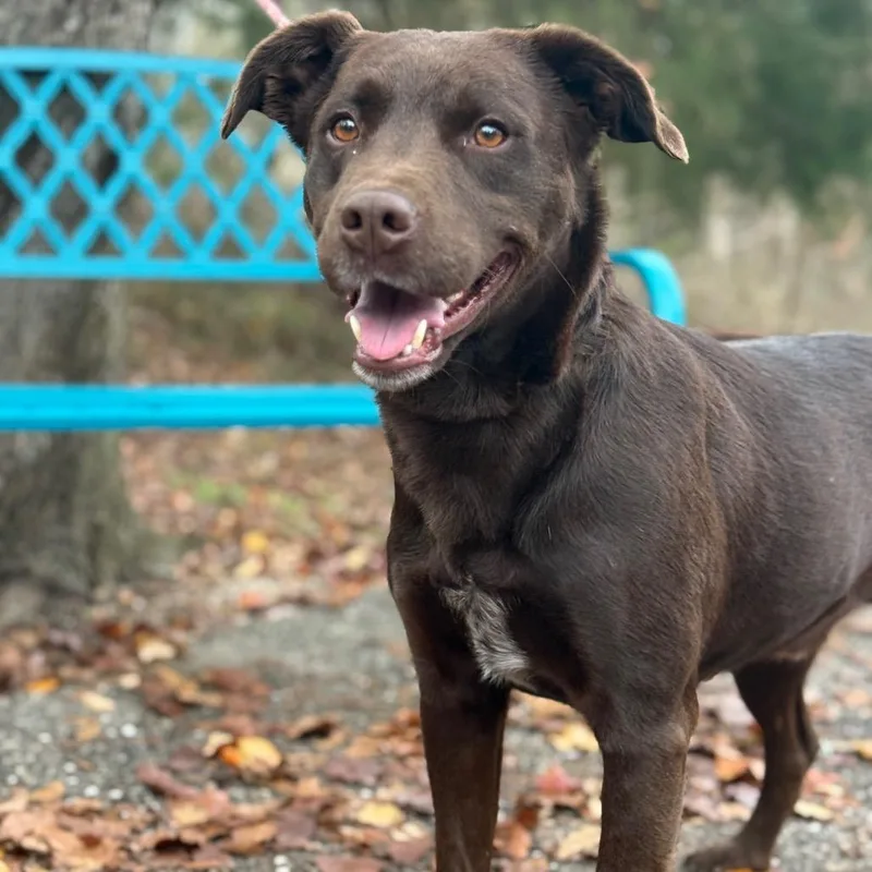 An adult medium-sized male Brown / Chocolate Chocolate Labrador Retriever dog named Winkler for adoption in Monroeville, AL