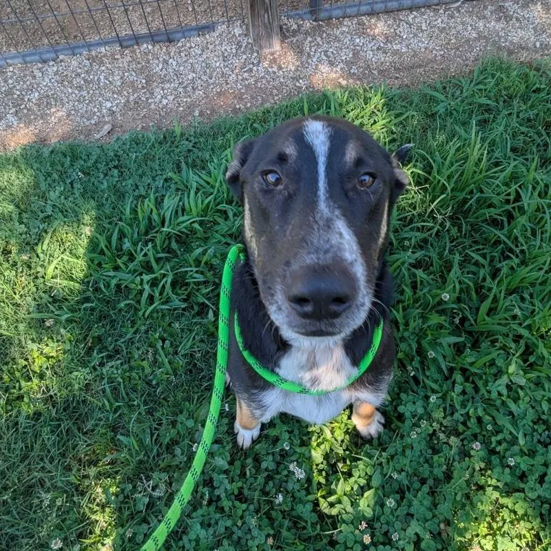 An adult medium-sized male Mixed Breed dog named Goose for adoption in Greenville, SC