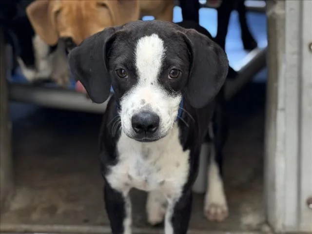A baby small-sized male German Shepherd Dog dog named Petey for adoption in San Pedro, CA