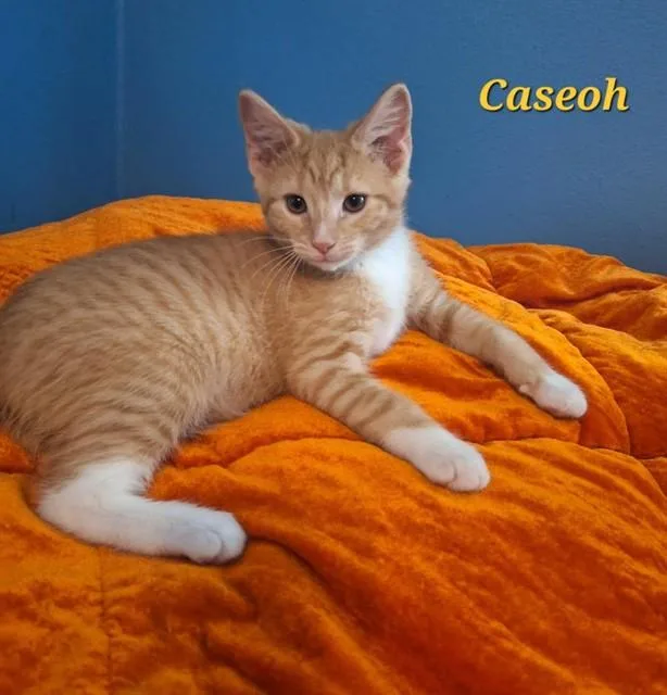 A baby medium-sized male Domestic Short Hair cat named Caseoh for adoption in Peoria, IL