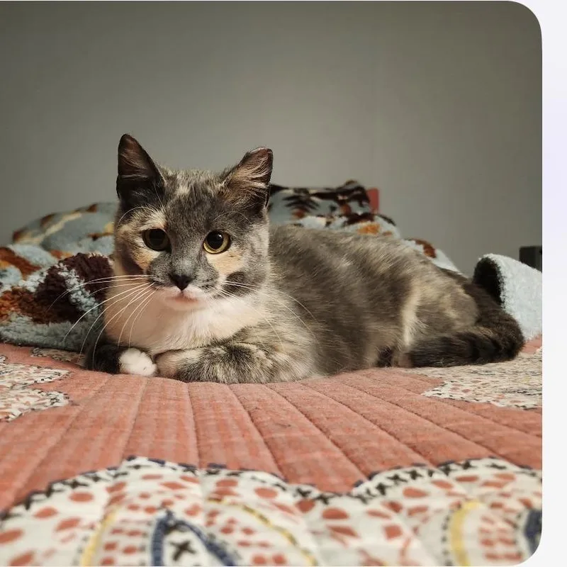 An adult medium-sized female Calico Domestic Short Hair cat named Lucky Penny for adoption in St. Paul, MN