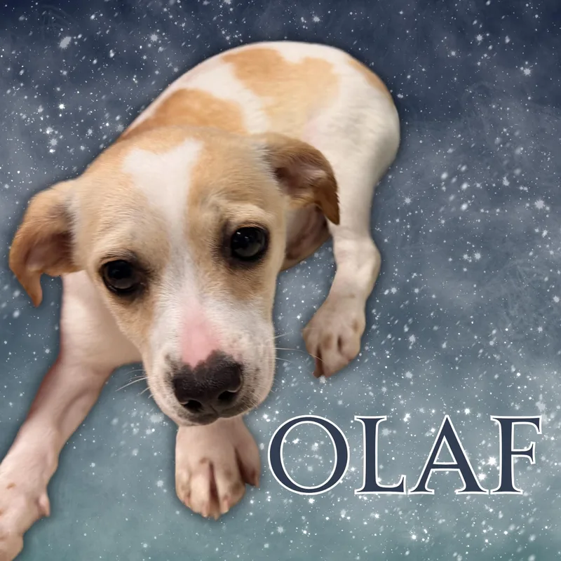 Olaf