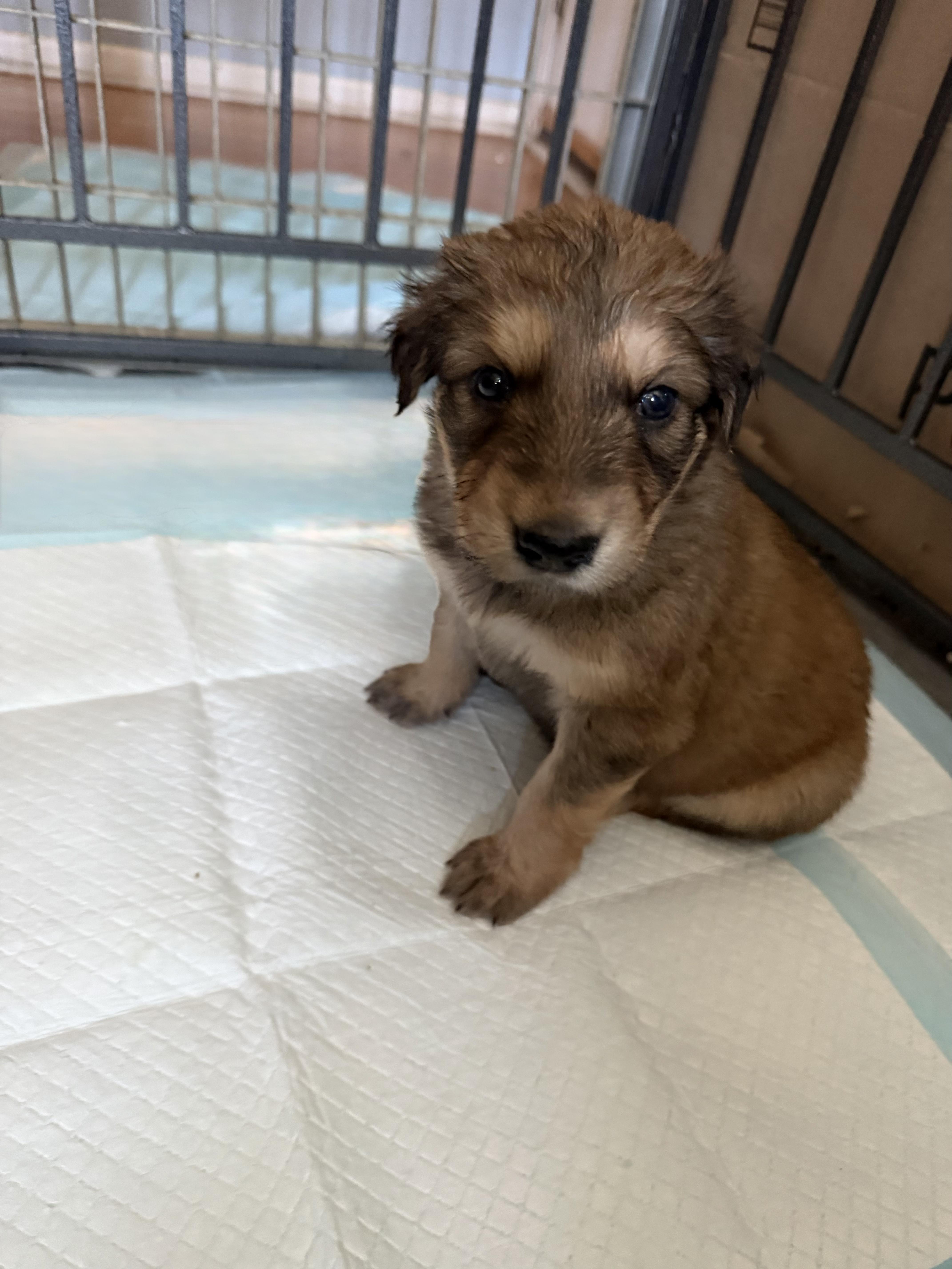 A baby large-sized female German Shepherd Dog dog named Poppy for adoption in Pflugerville, TX