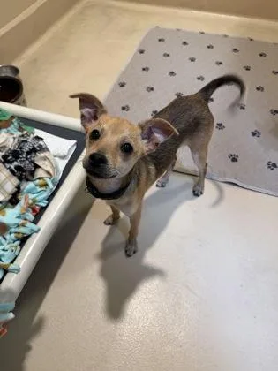 Dallas `dally` Winston