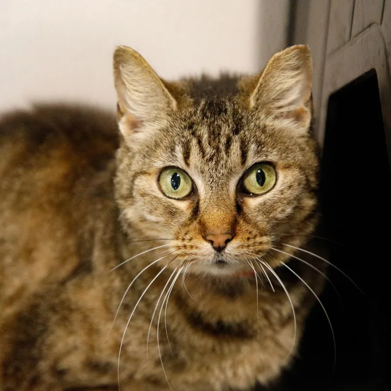 An adult medium-sized female Gray / Blue / Silver Domestic Short Hair cat named Sussie for adoption in Clearwater, FL