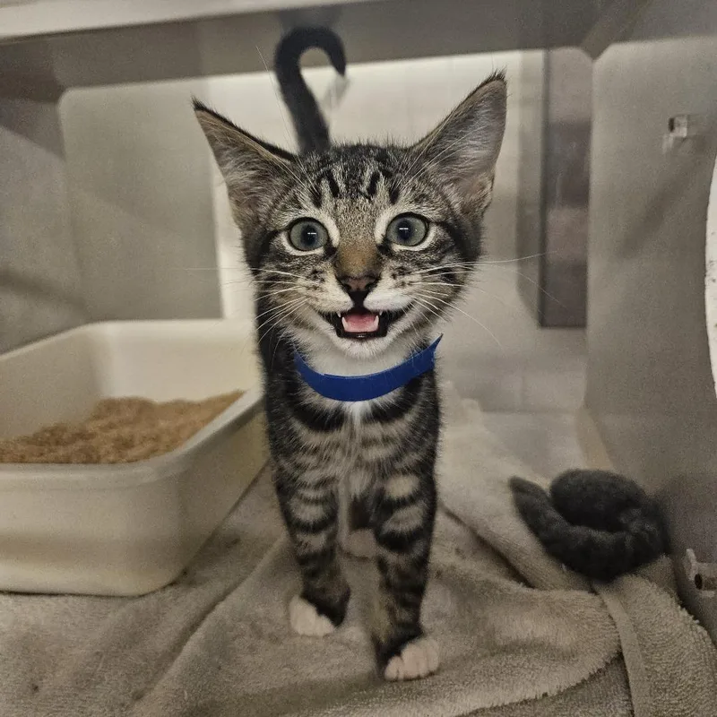 A baby small-sized male Domestic Short Hair cat named Rhysand for adoption in Fairport, NY